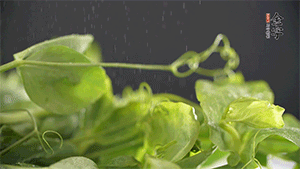 豌豆尖洗凈，切斷備用。