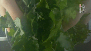 【面皮】1.鍋中水開時，放挑揀好的艾草和一撮小蘇打，第一遍煮開后倒掉，重新加水大火煮開后，小火煮1小時。煮爛的艾草用紗布瀝干。